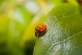 Lady Bird On A Green Leaf Macro Royalty Free Stock Photo