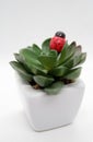 Lady Bird on a Home Flowers. Lady Bird on a Cactus. Royalty Free Stock Photo
