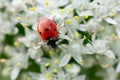 Lady bird insect on tiny flowers on blurred bokeh background. Red ladybug