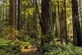 Lady Bird Johnson Grove Loop Sunlit Trail Royalty Free Stock Photo