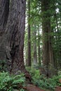 Redwood trees, Redwood National Park, California, USA Royalty Free Stock Photo