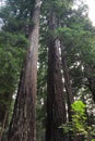 Redwood trees, Redwood National Park, California, USA Royalty Free Stock Photo