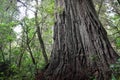 Redwood trees, Redwood National Park, California, USA Royalty Free Stock Photo