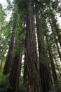 Lady Bird Johnson Grove of redwood trees, Redwood National Park, California, USA Royalty Free Stock Photo