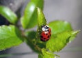 Lady bird on a leaf Royalty Free Stock Photo