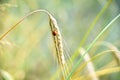 Lady bird or ladybug sitting on an ear of rye Royalty Free Stock Photo