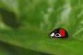 Lady bird on leaf Royalty Free Stock Photo