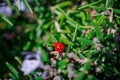 lady bird on rosemary flowering branches