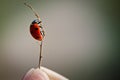 Lady bird on a Stick Royalty Free Stock Photo