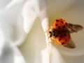 Lady Bird on a white flower Royalty Free Stock Photo