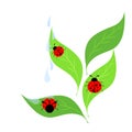 Lady birds background design