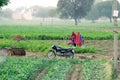 Lady in a bright red saree tying a cloth and getting ready for hard manual work in the feild with rows of crops and a