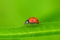 Lady bug Royalty Free Stock Photo