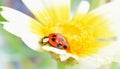Lady bug is crawling on petal closed up Royalty Free Stock Photo