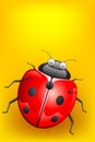 Lady Bug