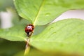 Lady Bug Royalty Free Stock Photo