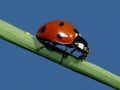 Lady bug Royalty Free Stock Photo