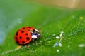 Lady Bug (6408) Royalty Free Stock Photo