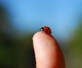 Lady Bug