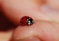 Lady Bug