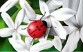 Lady bug Royalty Free Stock Photo