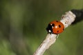 Lady bug Royalty Free Stock Photo