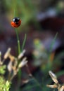 Lady Bug on a blade of grass Royalty Free Stock Photo