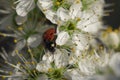 Lady Bug on the blossomed tree - still life Royalty Free Stock Photo