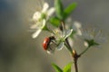 Lady Bug on the blossomed tree - still life Royalty Free Stock Photo