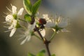 Lady Bug on the blossomed tree - still life