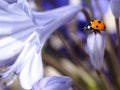 Lady bug on blue agapanthus