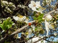 Lady bug on the Branch of plum flowers in the garden. Spring background Royalty Free Stock Photo