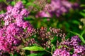 Lady bug on buds of anthony waterer spirea bumalda pink flowering bush horizontal Royalty Free Stock Photo