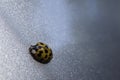 Lady Bug Royalty Free Stock Photo