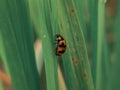 Lady Bug Coccinella transversalis Royalty Free Stock Photo