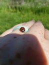 Lady bug crawls on hand