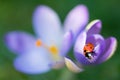 Lady bug on Crocus flower Royalty Free Stock Photo