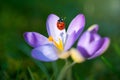 Lady bug on Crocus flower Royalty Free Stock Photo