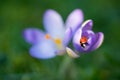 Lady bug on Crocus flower, spring background Royalty Free Stock Photo