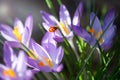 Lady bug on Crocus flowers, spring background Royalty Free Stock Photo