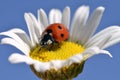 Lady bug on daisy Royalty Free Stock Photo