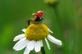 Lady Bug on a daisy - close up Royalty Free Stock Photo