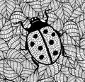 Lady bug. Decorative illustration of doodle insect on leaves background.