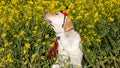 A lady bug dog in a field of mustard flowers Royalty Free Stock Photo