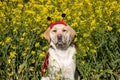 A lady bug dog in a field of mustard flowers Royalty Free Stock Photo