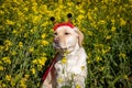 A lady bug dog in a field of mustard flowers Royalty Free Stock Photo