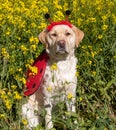 A lady bug dog in a field of mustard flowers Royalty Free Stock Photo