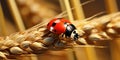 A lady bug eating aphids on a ripe wheat ear in a feld of ripe wheat