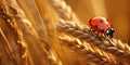 A lady bug eating aphids on a ripe wheat ear in a feld of ripe wheat