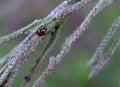 Lady bug exploring a grass seed head Royalty Free Stock Photo